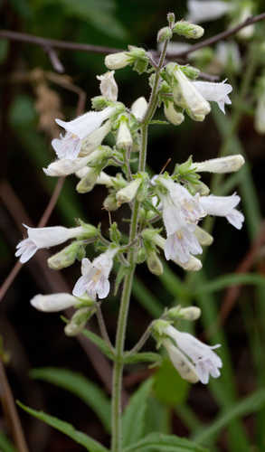 Penstemon arkansanus #7